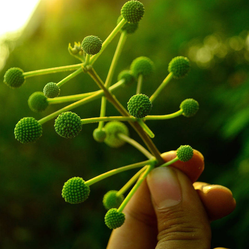 Leucaena Leucocephala, Subabool Seeds — 25