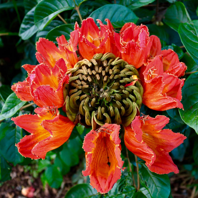 African tulip tree Seeds — 50