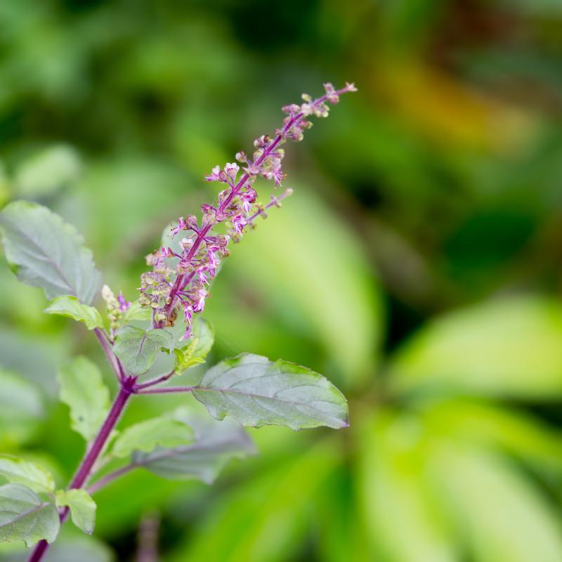Holy basil, Rama Tulsi Seeds — 300
