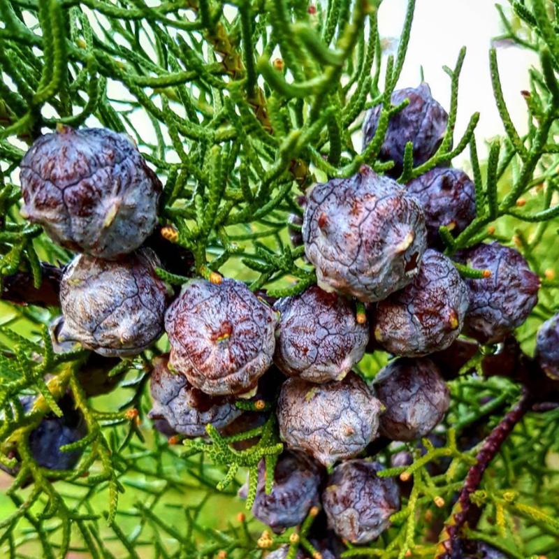 Cupressus Torulosa, Himalayan Cypress Seeds — 50