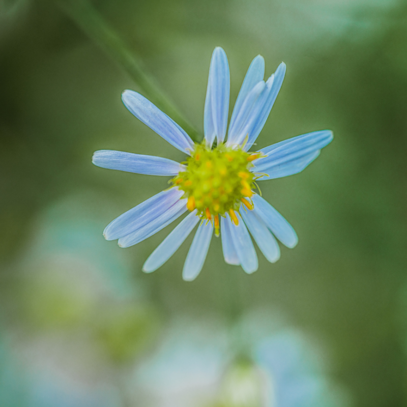 Panicled aster, Lance-leaved aster Seeds — 15