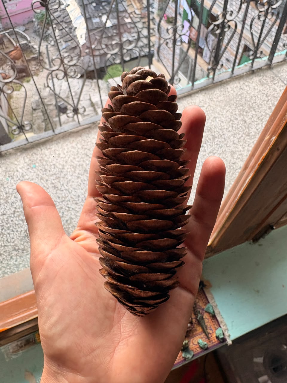 Picea smithiana Himalayan Spruce Cone — Not Seeds — 1