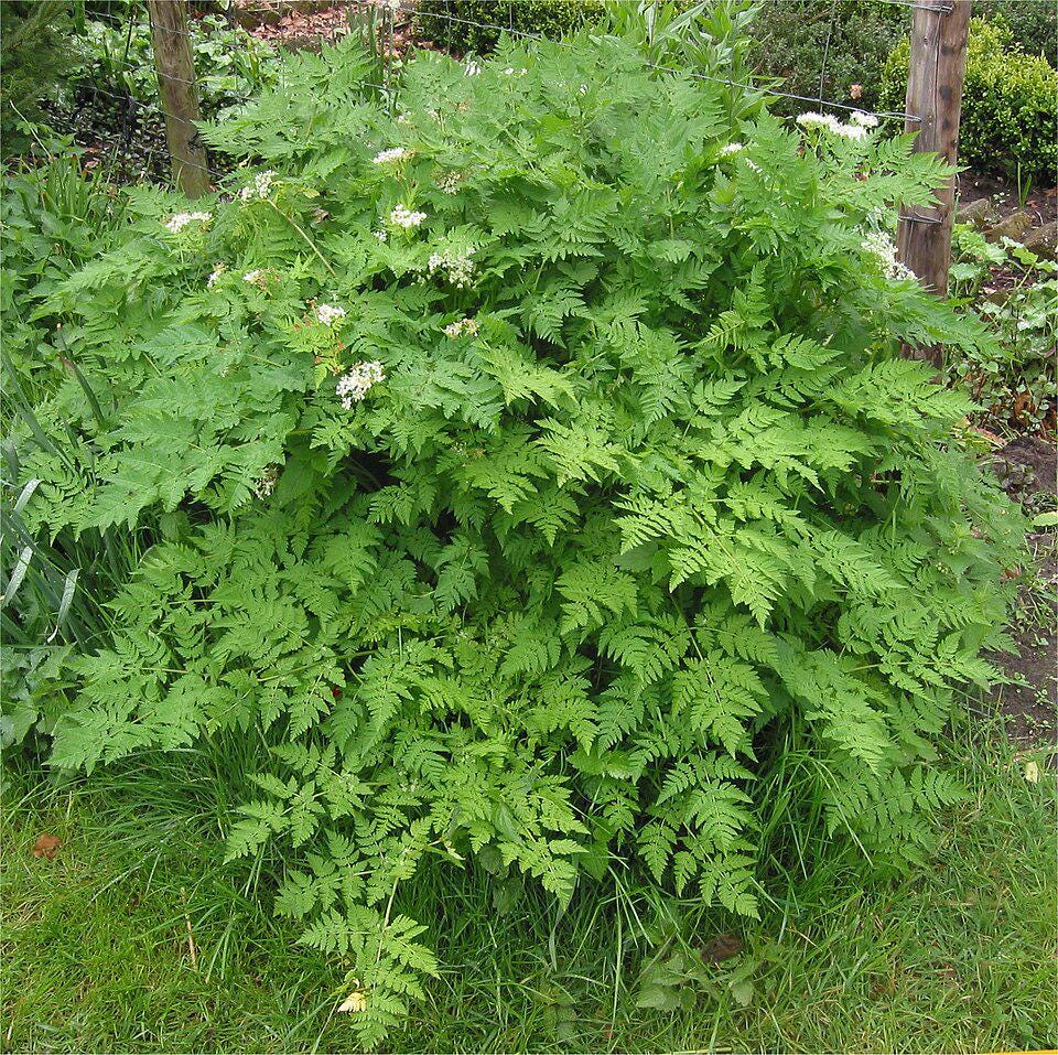 Chervil Seeds — 150