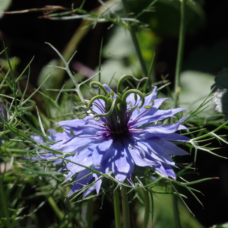 Black Cumin Seeds — 30