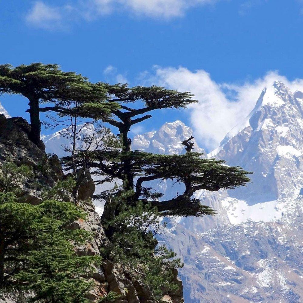 Himalayan Deodar Cedar Seeds (Cedrus deodara) — 50
