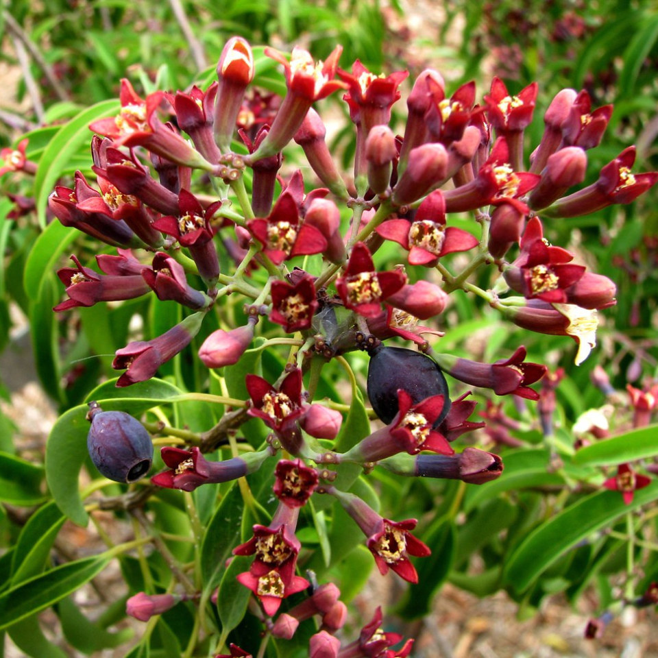Sandal Wood Red, Chandan Red Seeds — 20