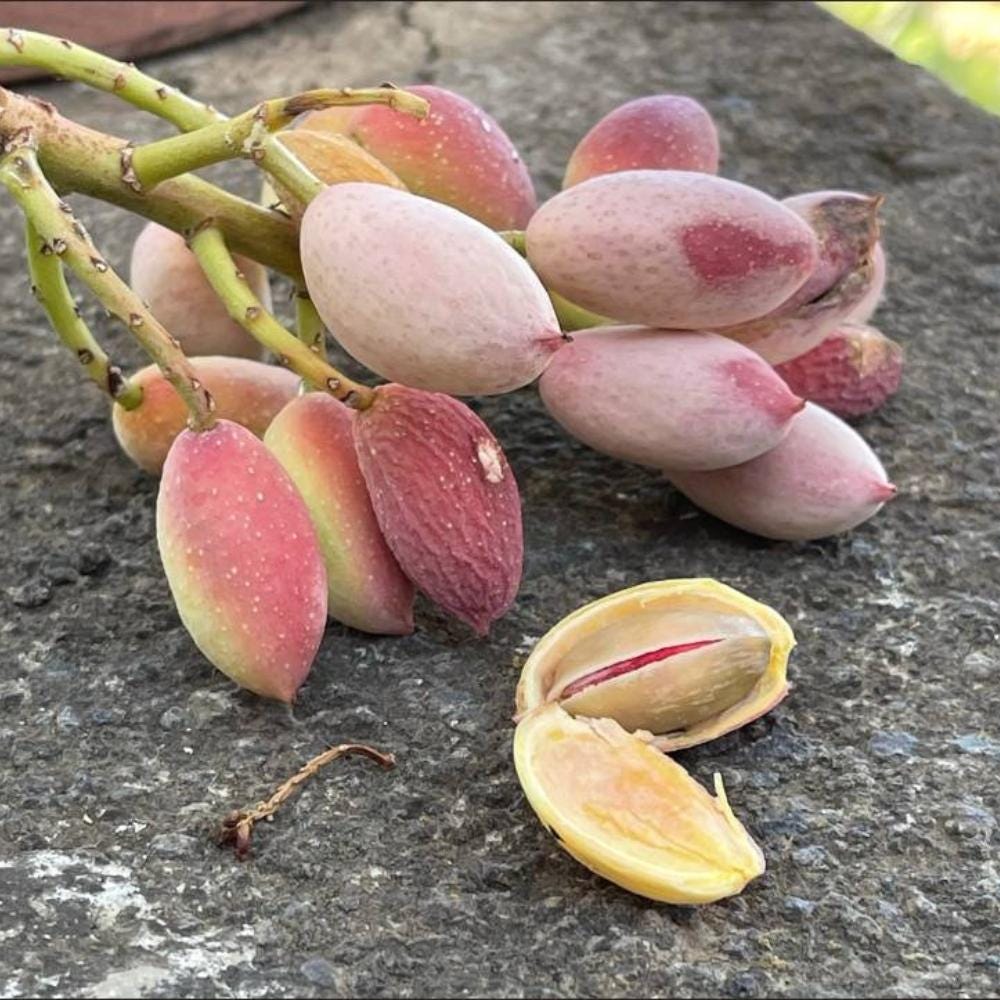Pistachio Vera Seeds — 20 Seeds