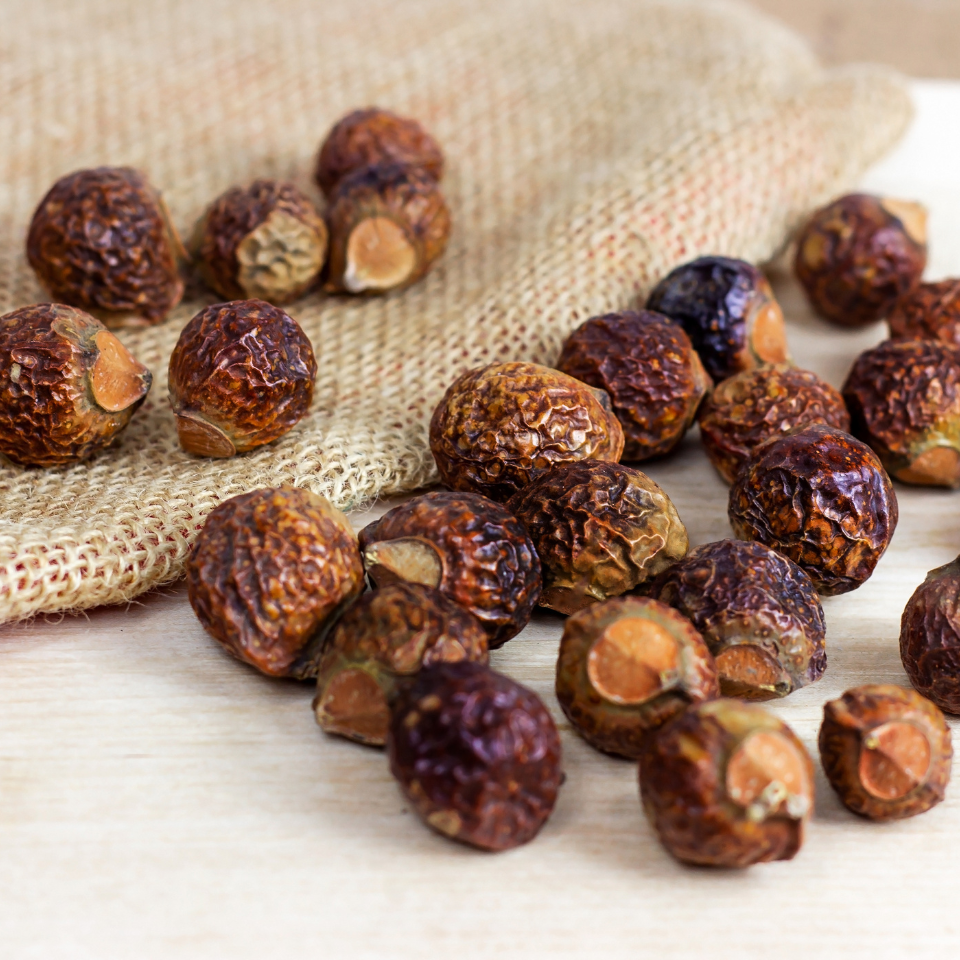 Soap Nut Seeds — 5
