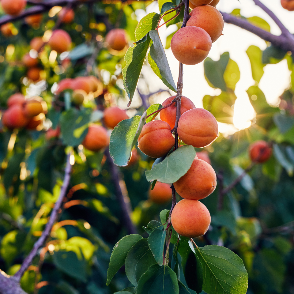 Himalayan apricot Seeds — 10