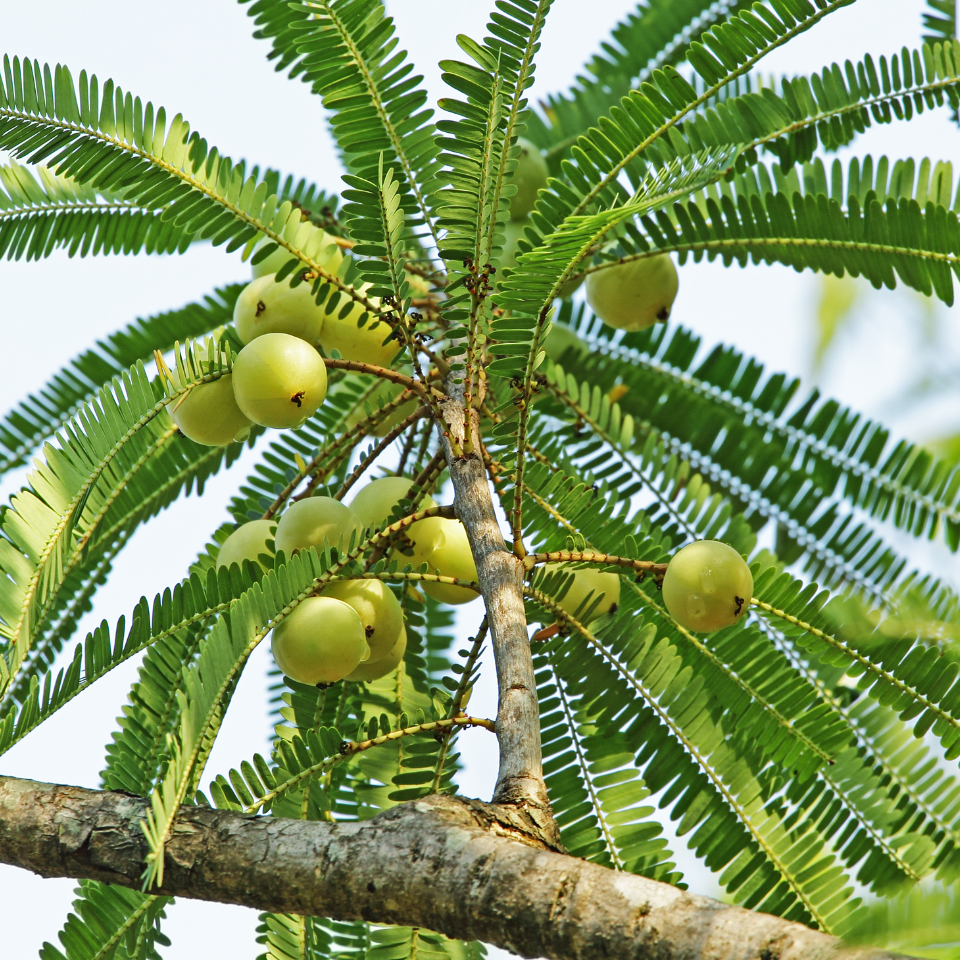 Phyllanthus Emblica, Amla Seeds — 20