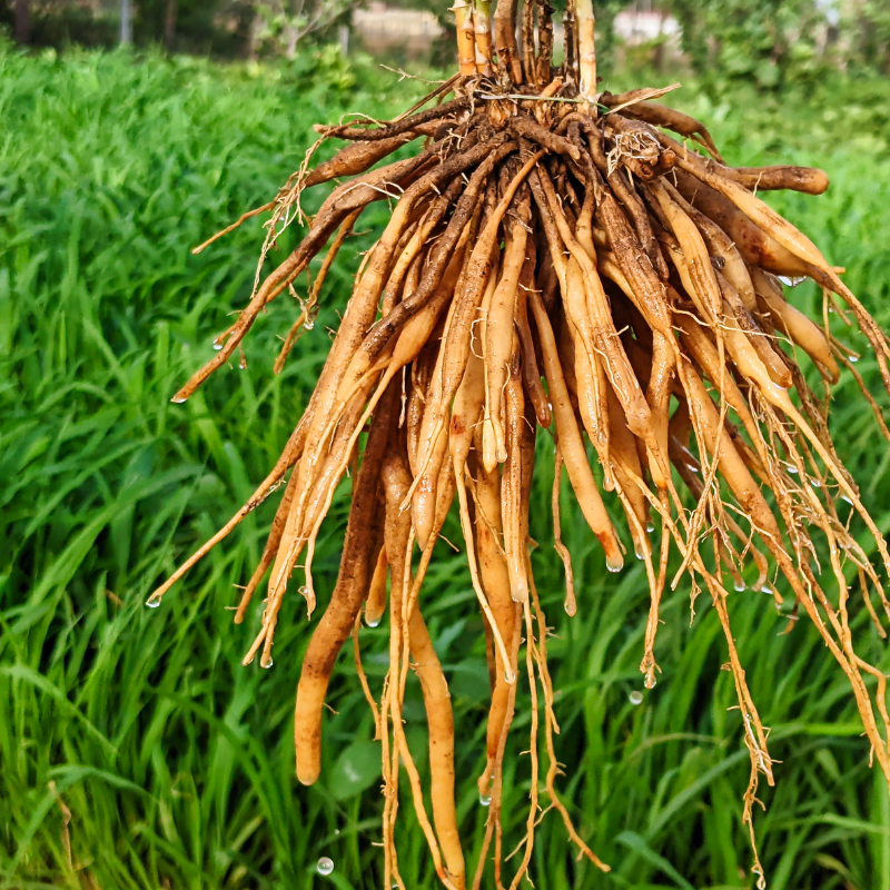 Satavar, Shatavari Seeds — 100