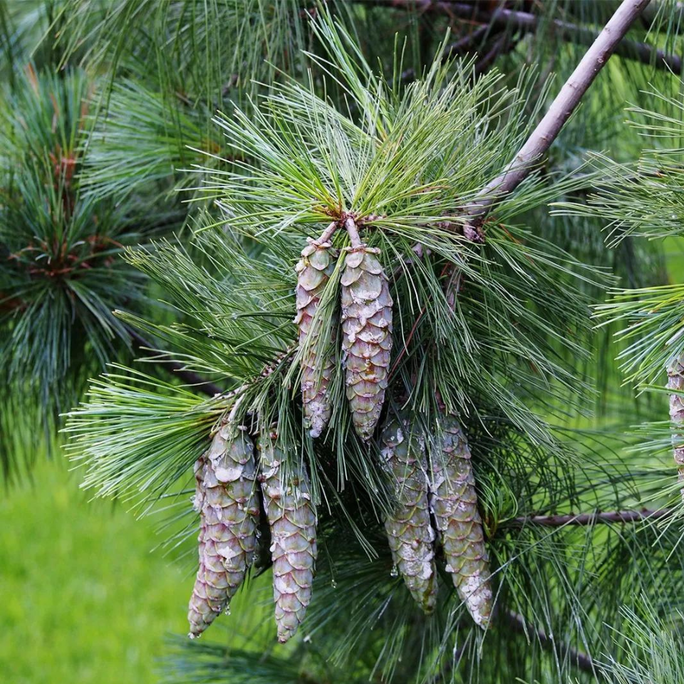 Excelsa Pine tree himalayan, white Butan pine Seeds — 50