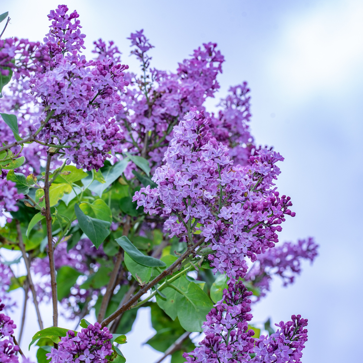Chinese lilac, syringa Seeds — 50
