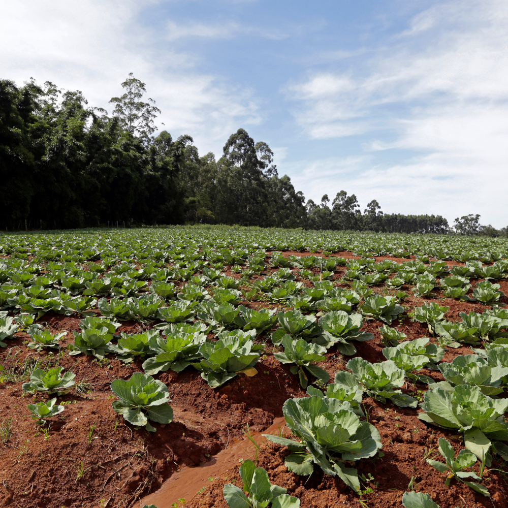 Cabbage Express Seeds — 100
