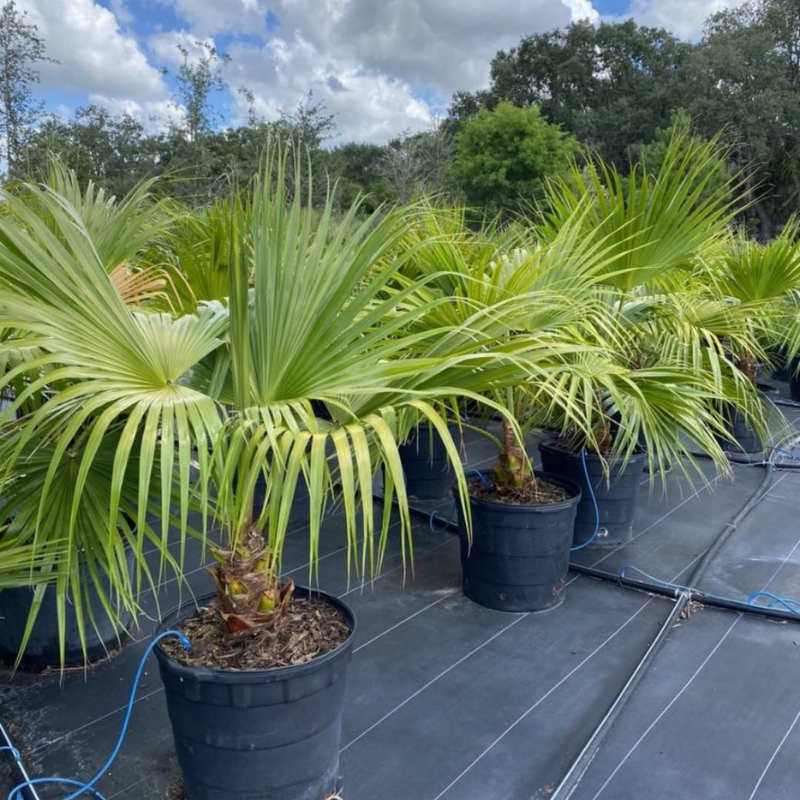 Chinese Fan Palm Seeds (Livistona chinensis) — 10