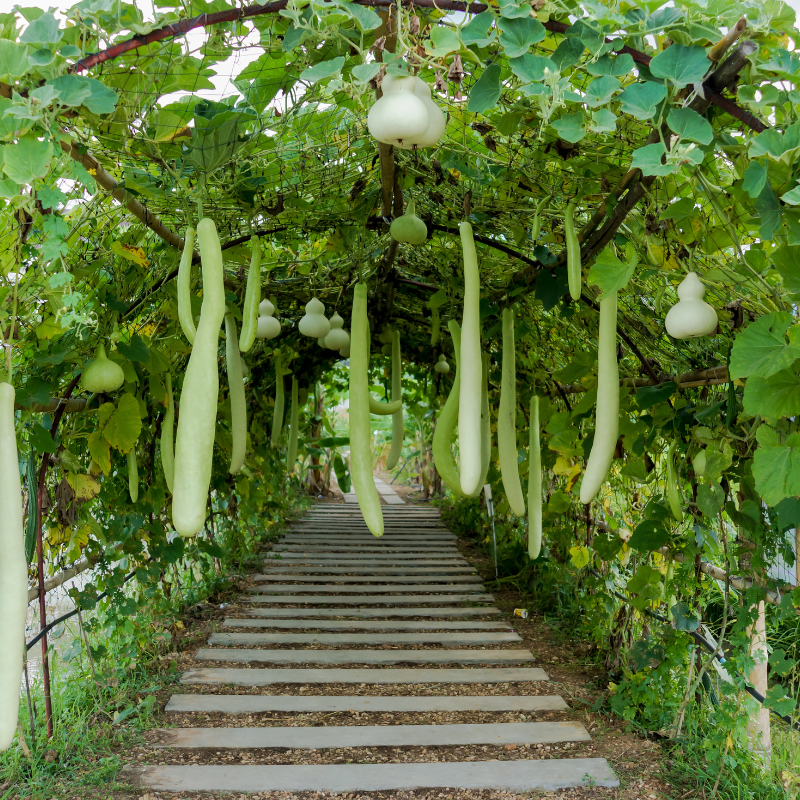 Bottle gourd long Ramdev Seeds — 10
