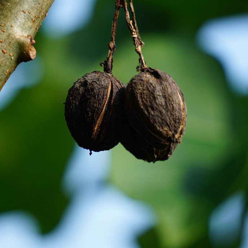 Physic nut, Barbados nut, Poison nut Seeds — 5