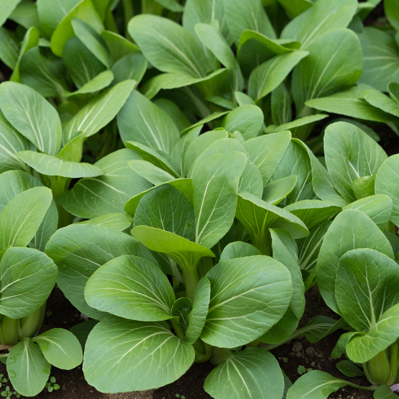 Komatsuna baby leaf Seeds — 100