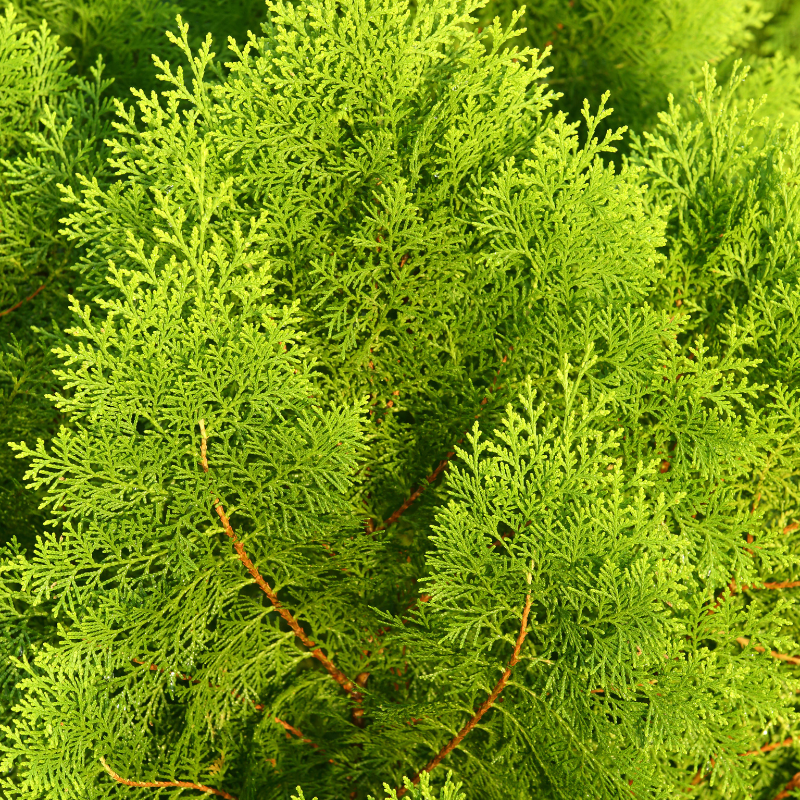 Thuja orientalis Seeds — 50