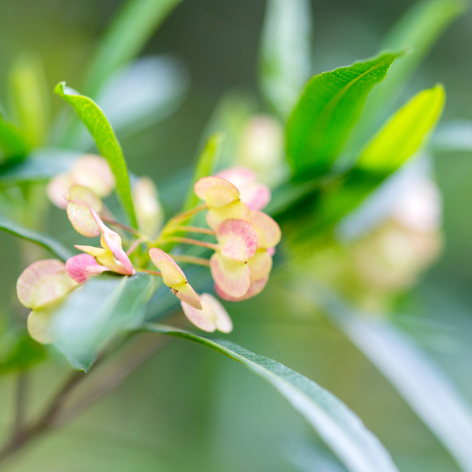Dodonaea Viscosa, Hopbush Seeds — 25