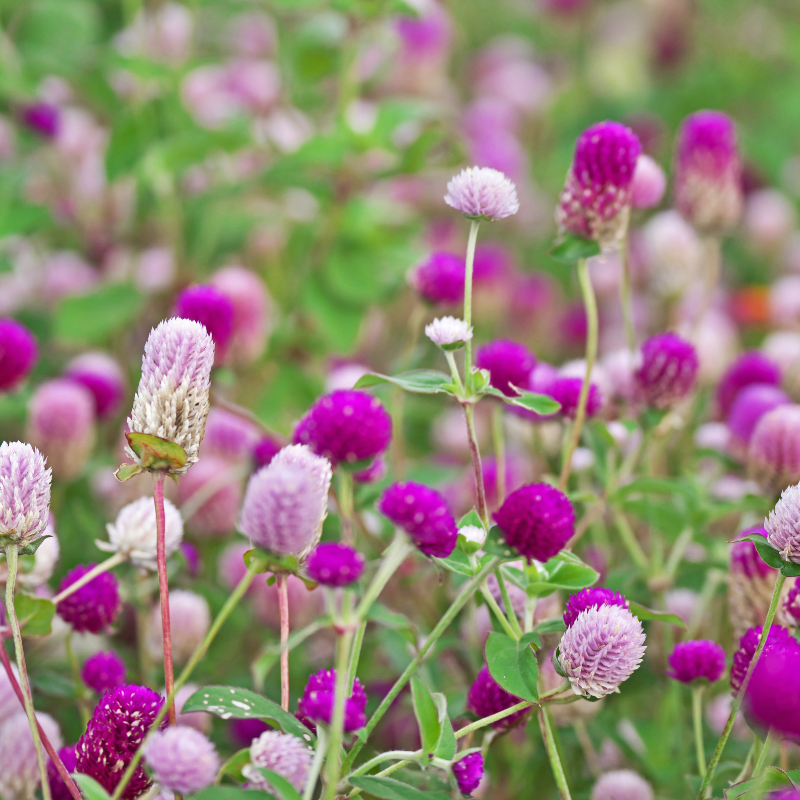 Gomphrena Mixed Color Seeds — 100