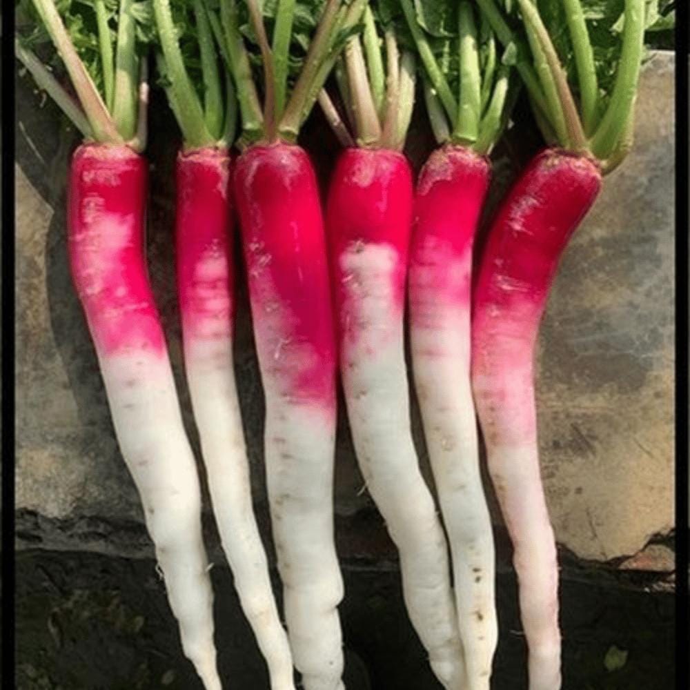 Radish bombay red Seeds — 100