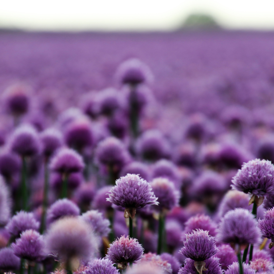Scallion purple flower, Allium atropurpureum Seeds — 30