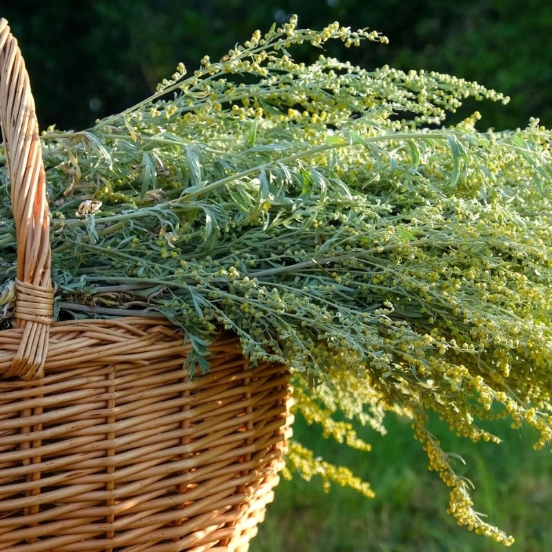 Common Mugwort Seeds (Artemisia vulgaris) — 200