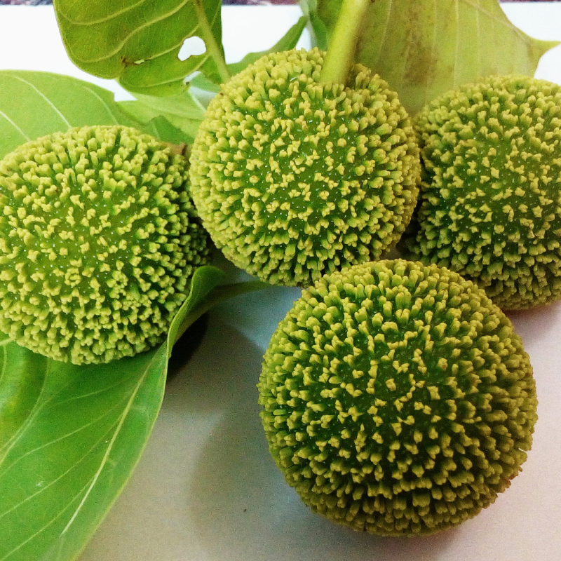 Kadamba, Anthocephalus cadamba Seeds — 100