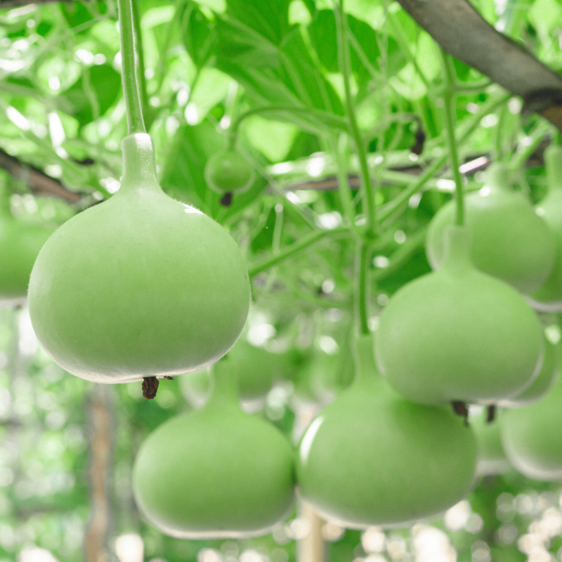 Bottle gourd Lattu Seeds — 15