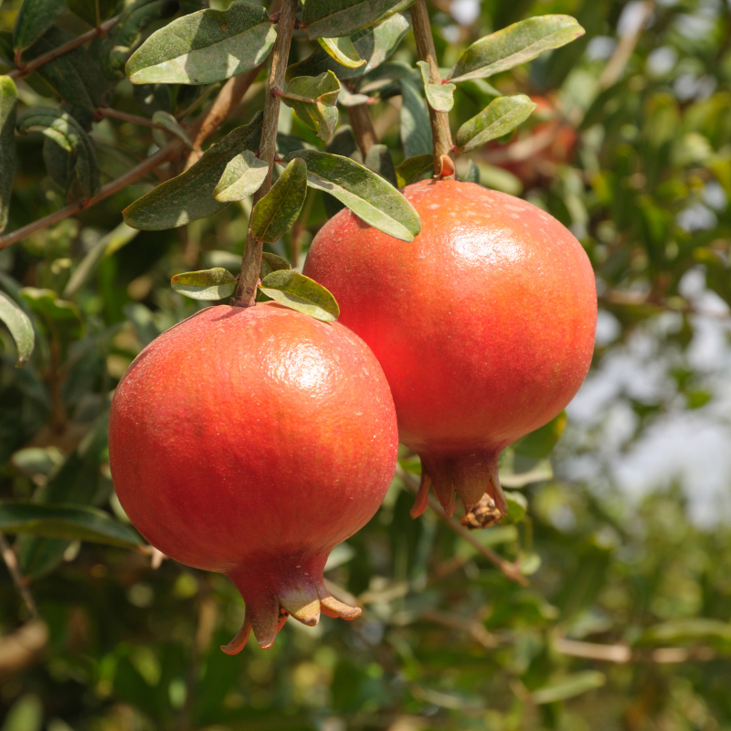 Pomegranate Seeds — 20