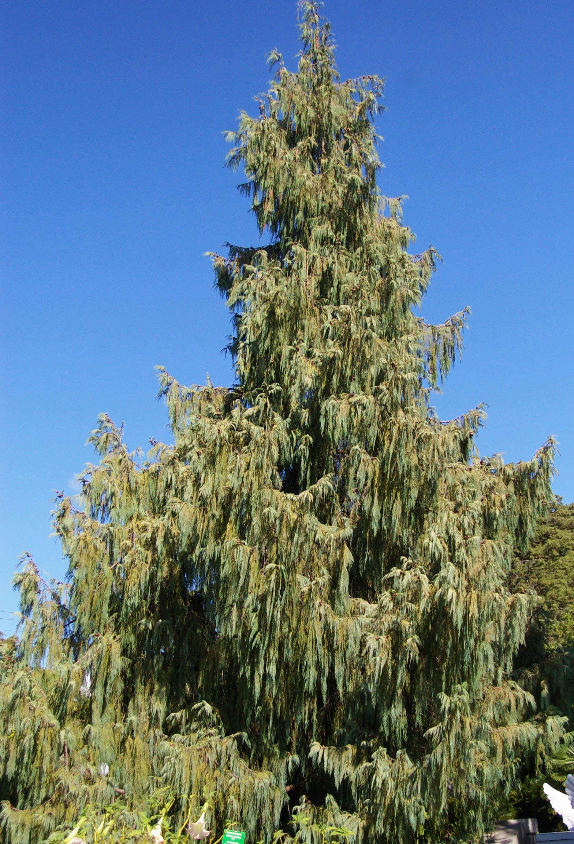 Cupressus cashmeriana Seeds — 20