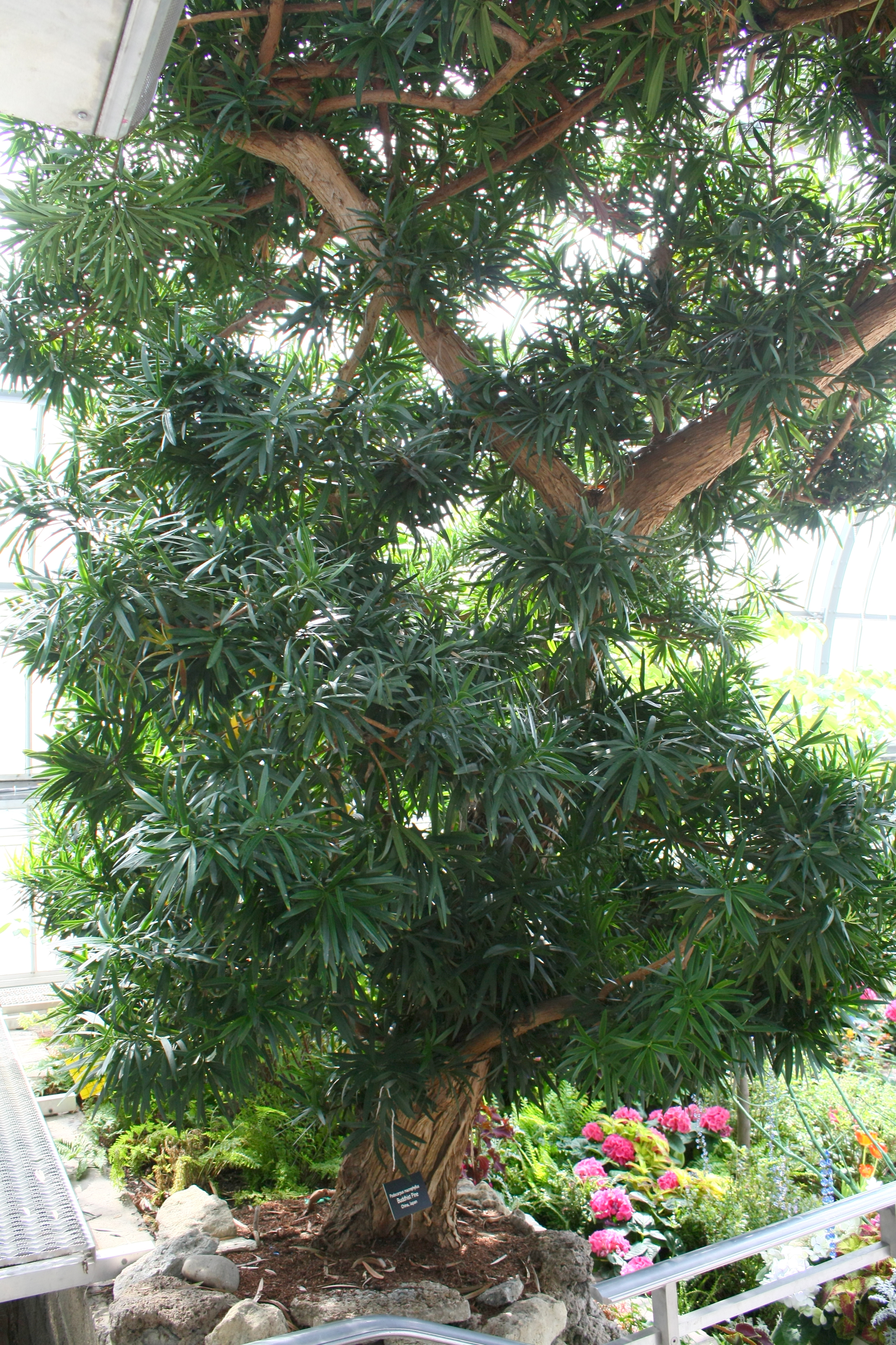 Podocarpus macrophyllus Buddhist Pine Seeds — 5