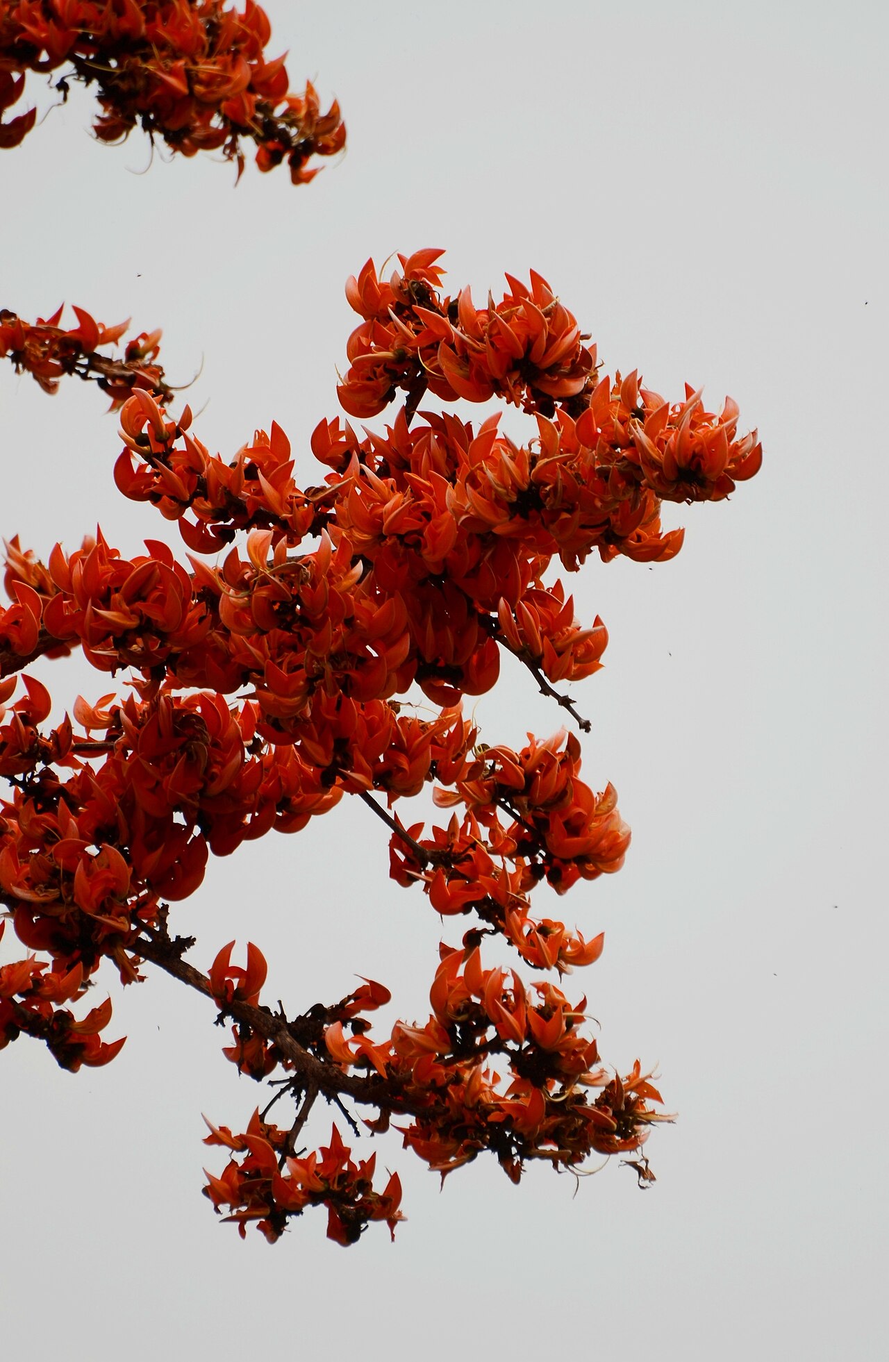 Butea monosperma Flame of the Forest Seeds — 20