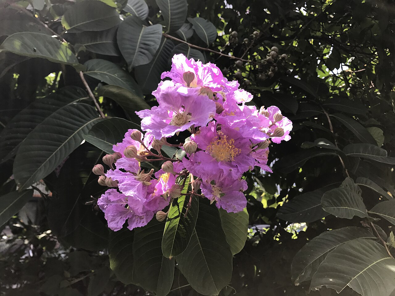 Lagerstroemia speciosa Queen's Crape Myrtle Seeds — 50