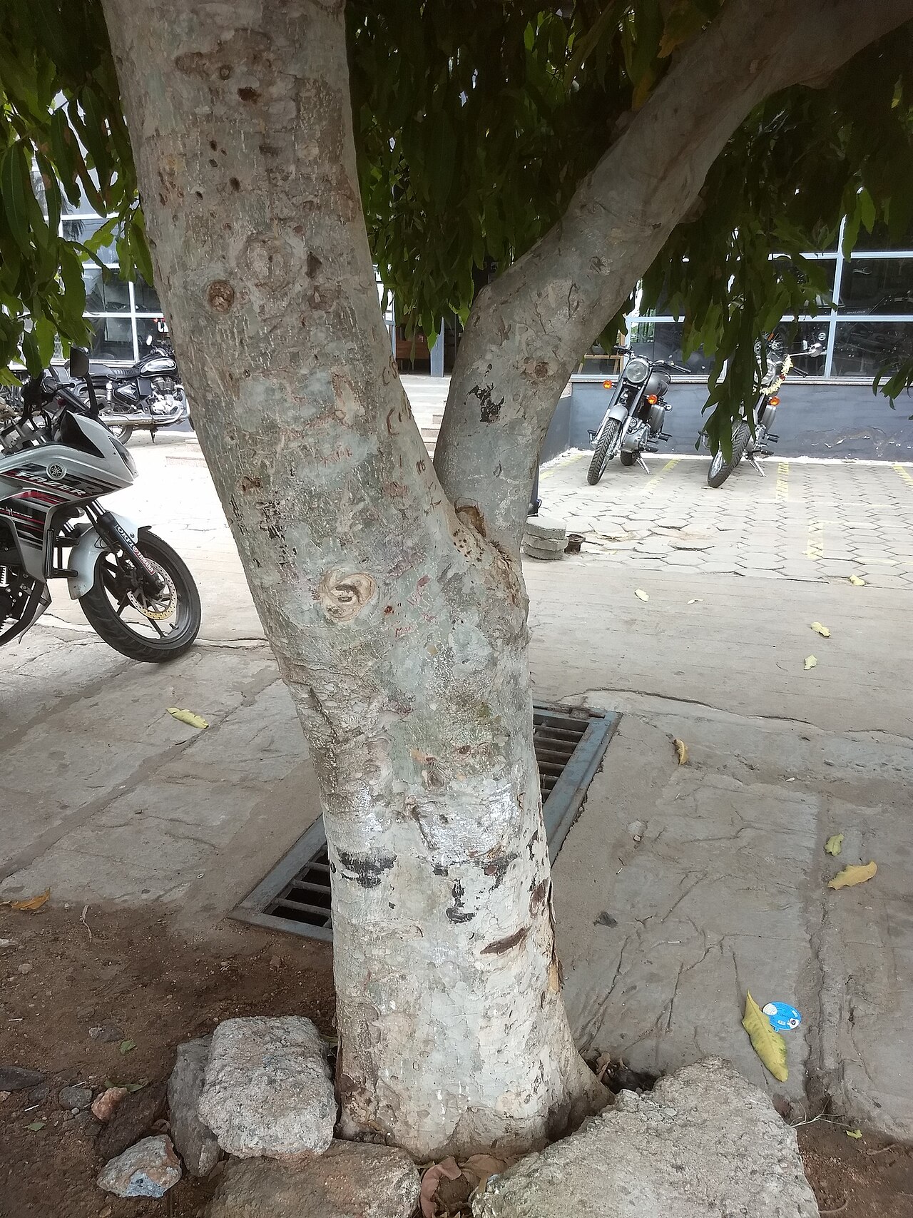 Terminalia arjuna Arjun Tree Seeds, 3