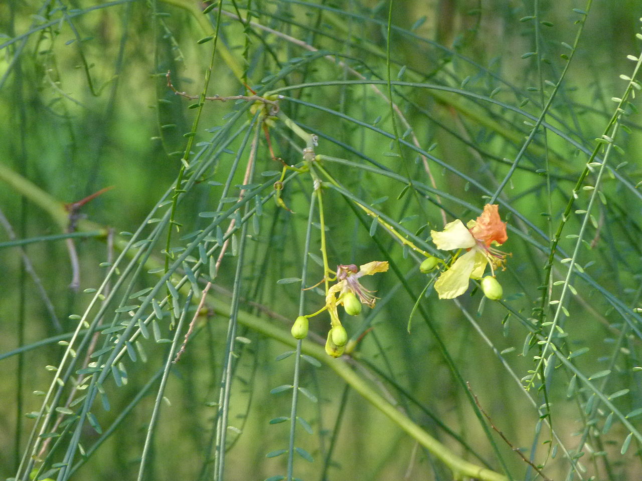 Parkinsonia aculeata Jerusalem Thorn Seeds — 25