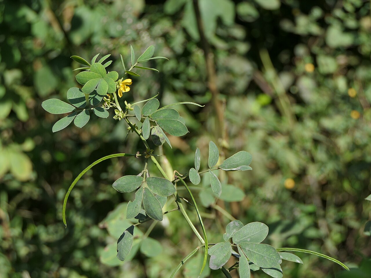 Senna tora Sickle Senna Seeds — 30