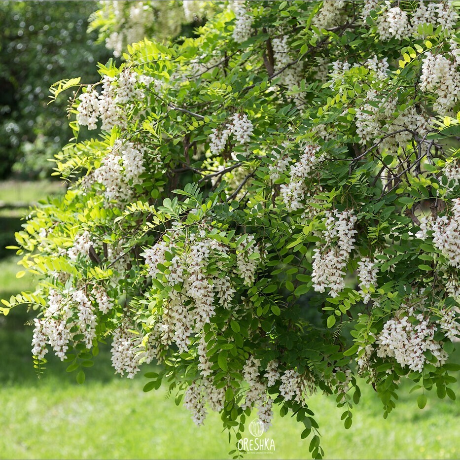 Robinia pseudoacacia Black Locust Seeds — 60