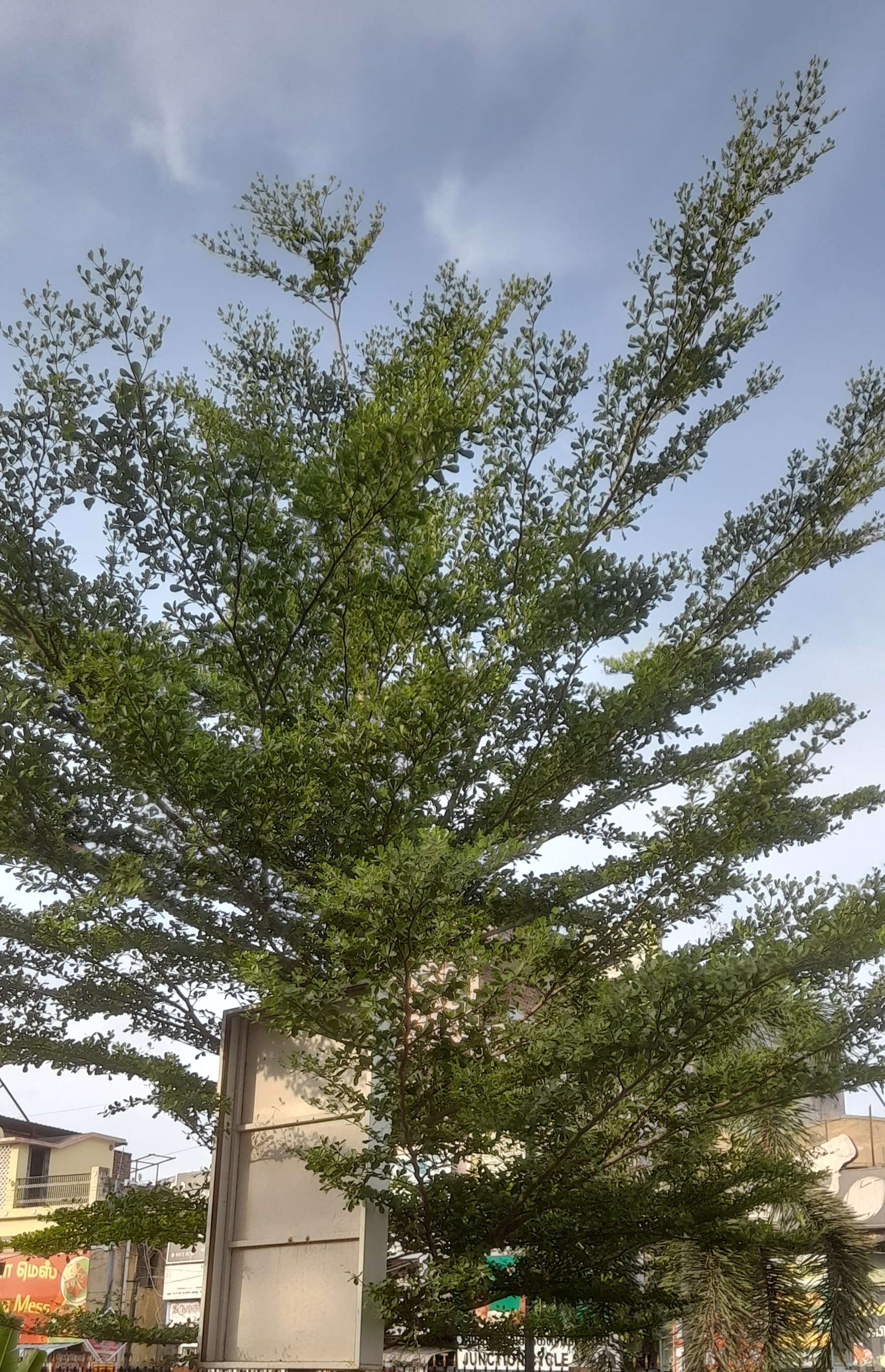 Terminalia mantaly Madagascar Almond Seeds — 20