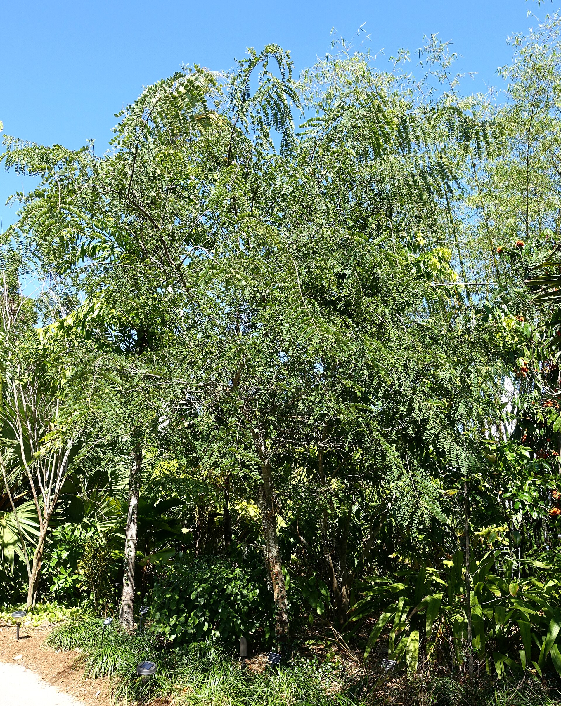 Cassia roxburghii Red Cassia Seeds — 15