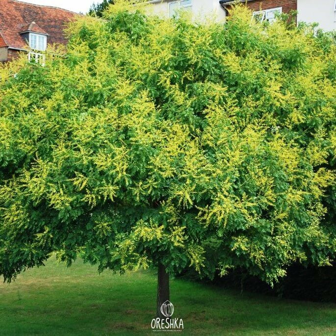 Koelreuteria paniculata Golden Rain Tree Seeds — 30