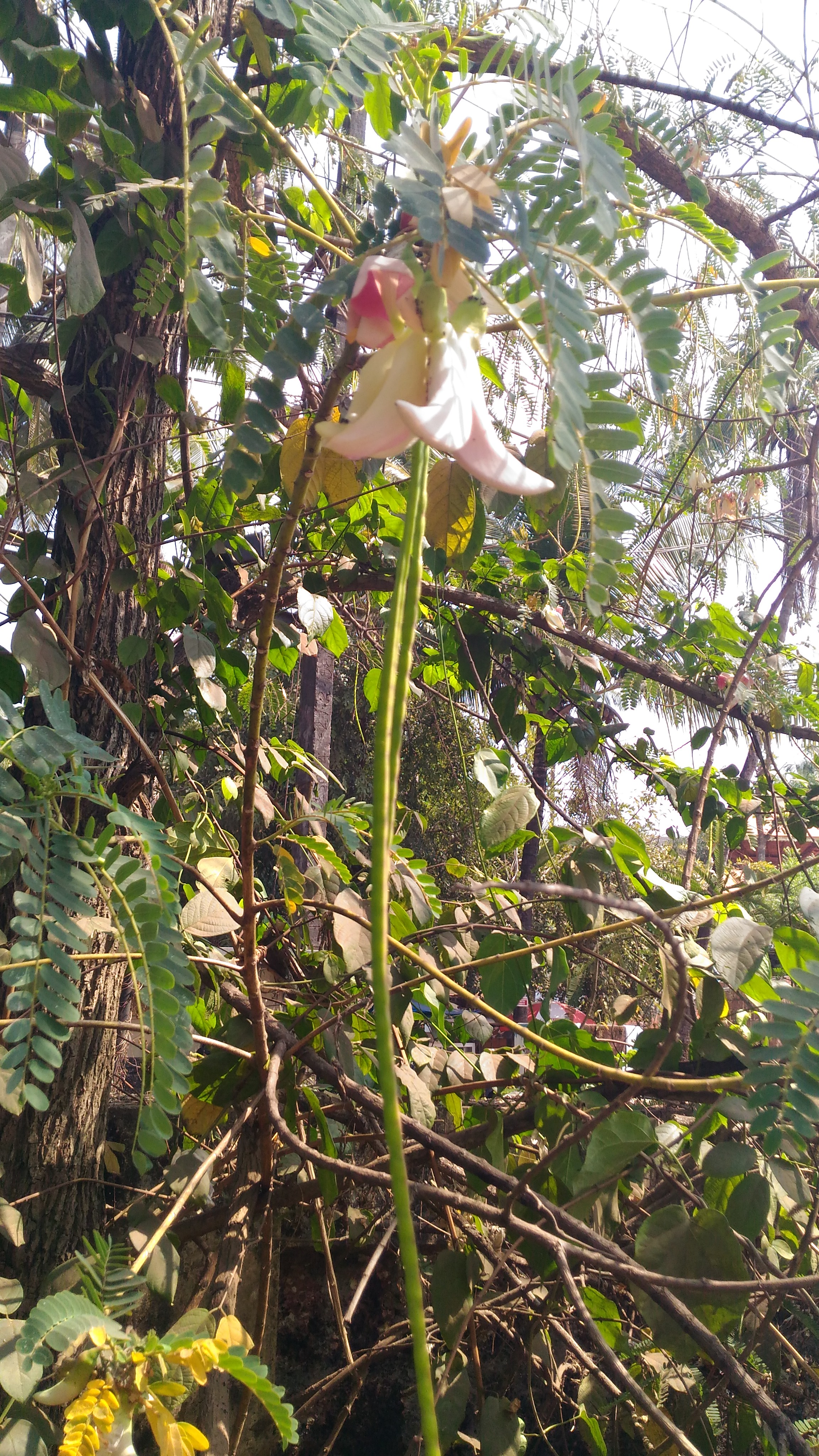 Sesbania grandiflora Agati Seeds — 60