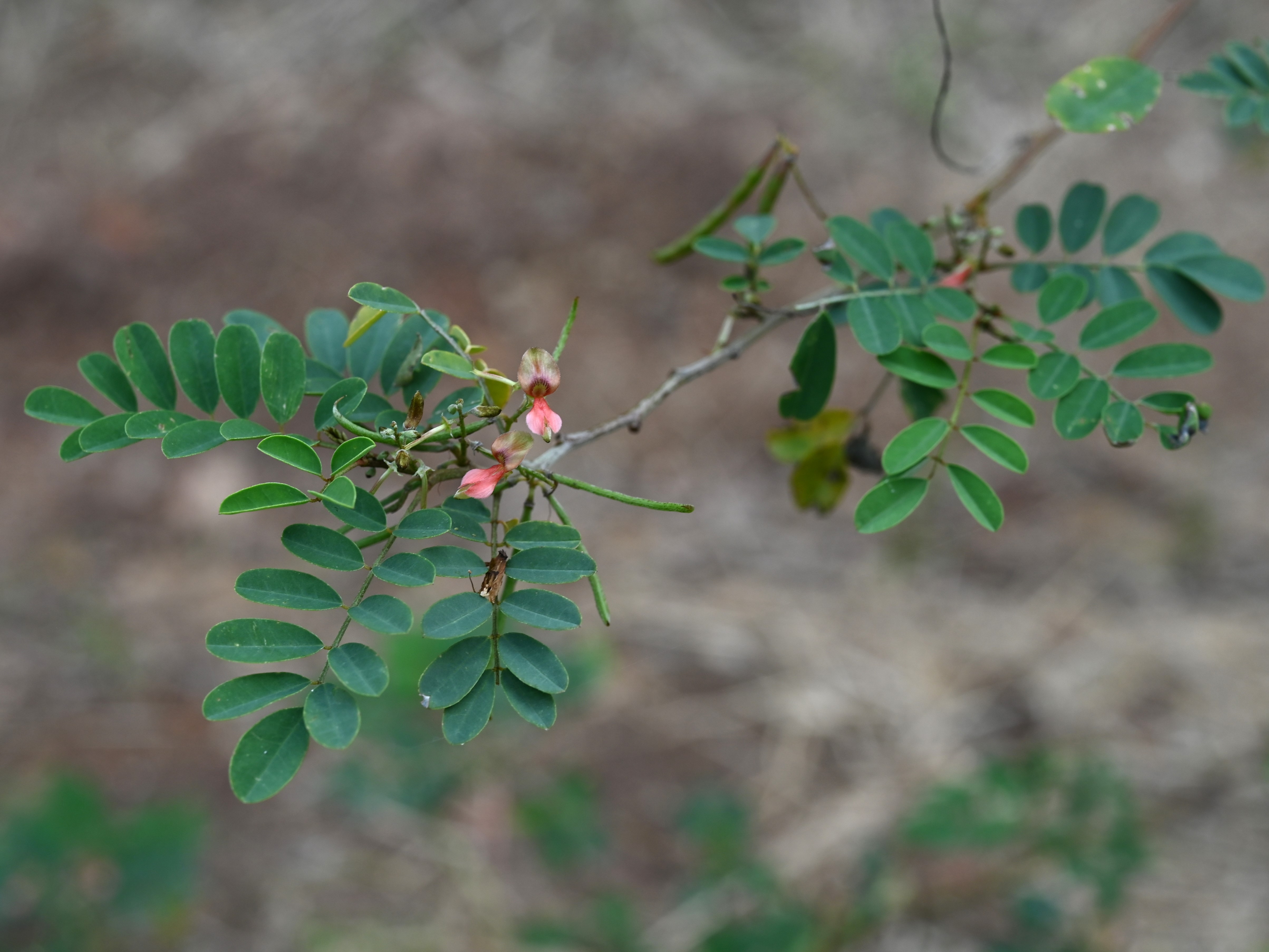 Indigofera tinctoria True Indigo Seeds — 50