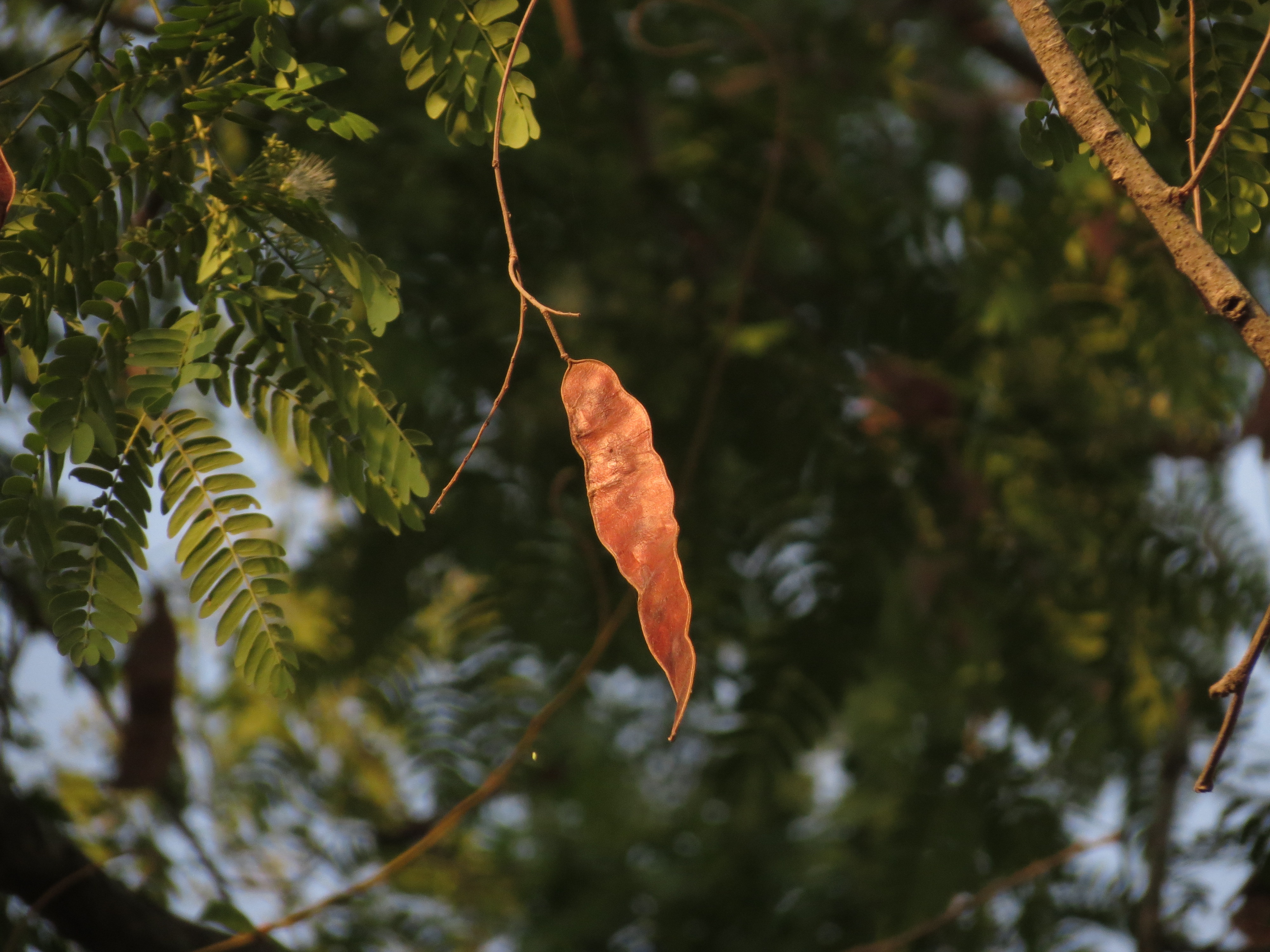 Albizia odoratissima Black Siris Seeds — 60
