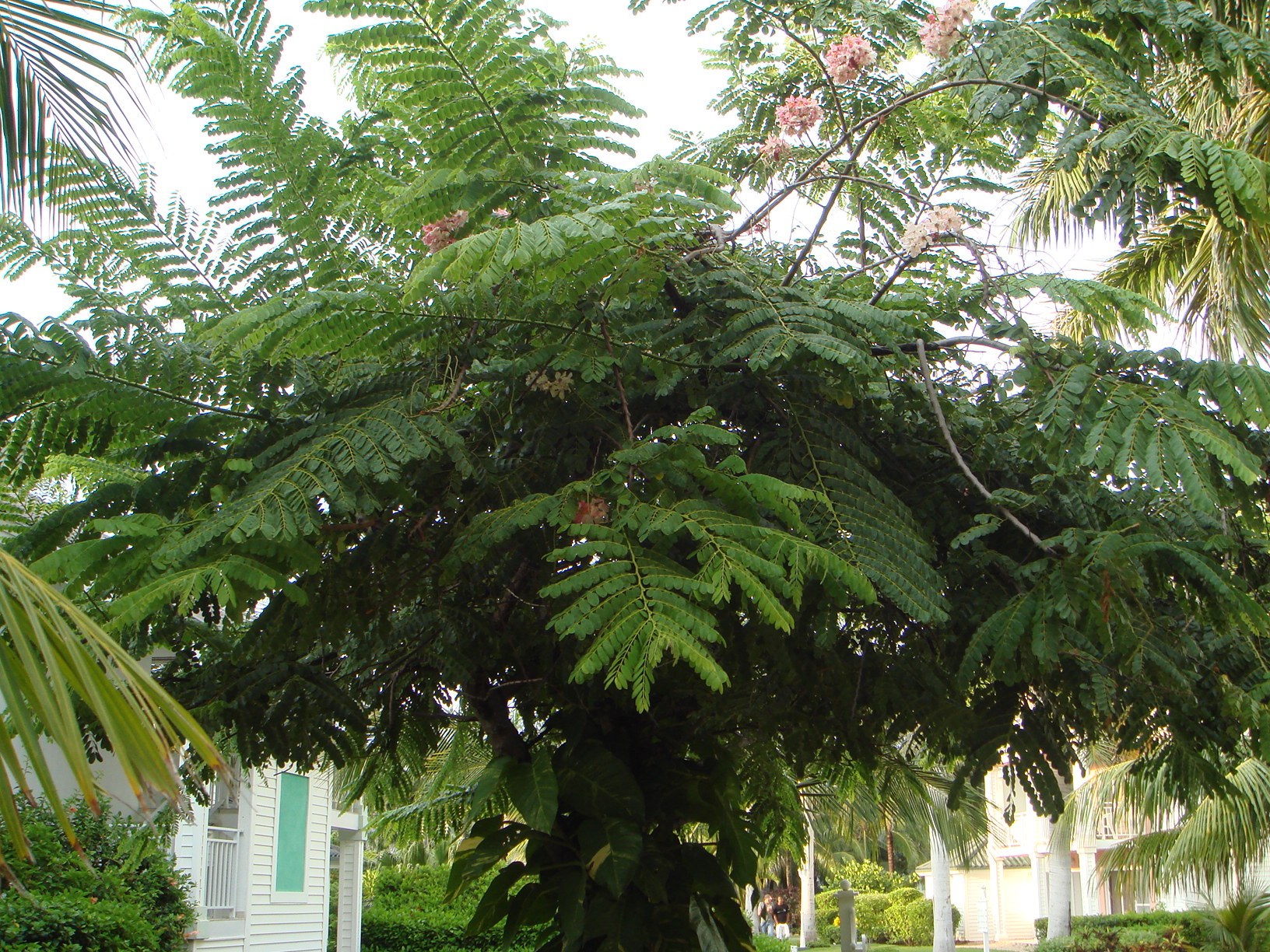 Cassia nodosa Pink Shower Tree Seeds — 30