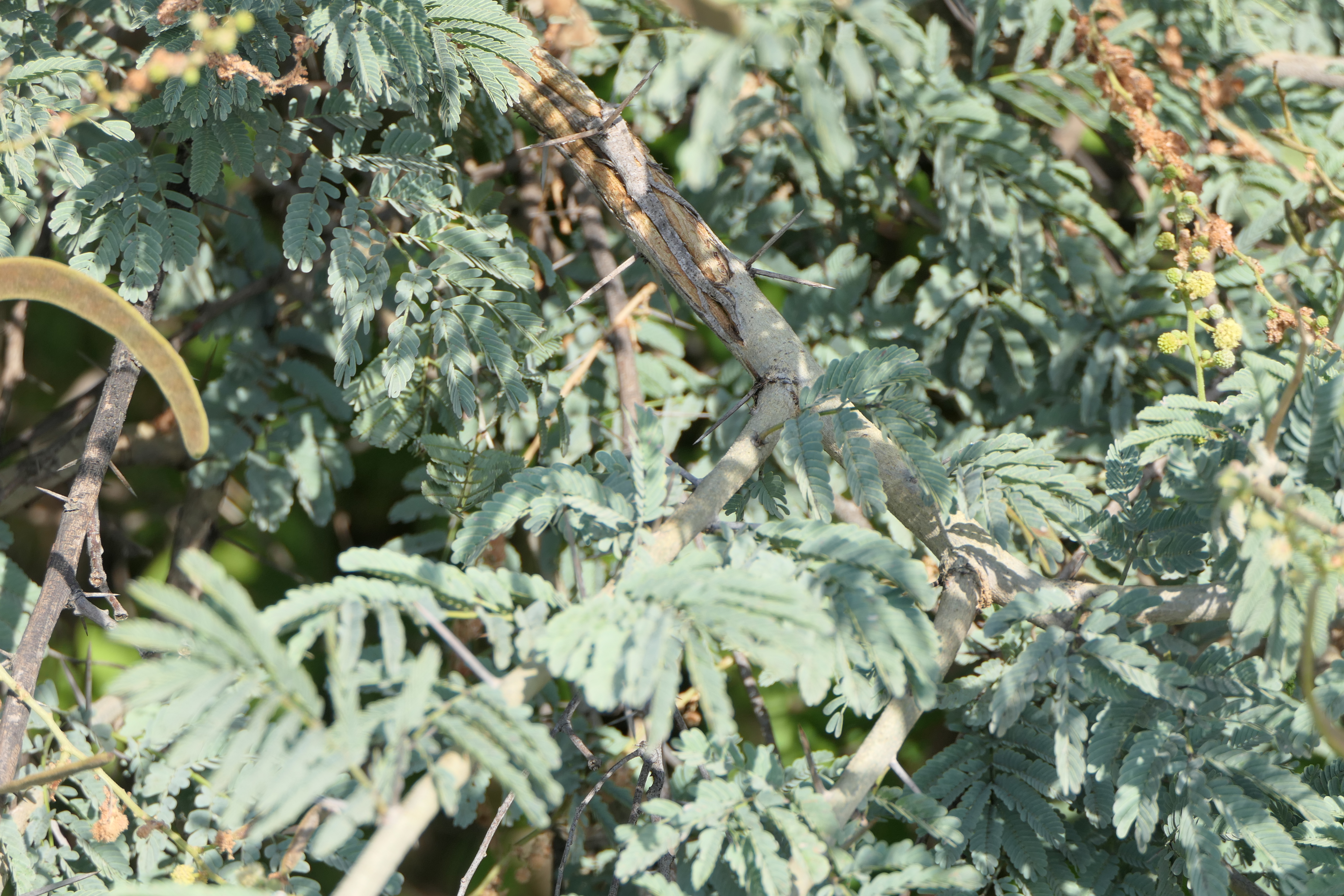 Acacia leucophloea White-Bark Acacia Seeds — 30