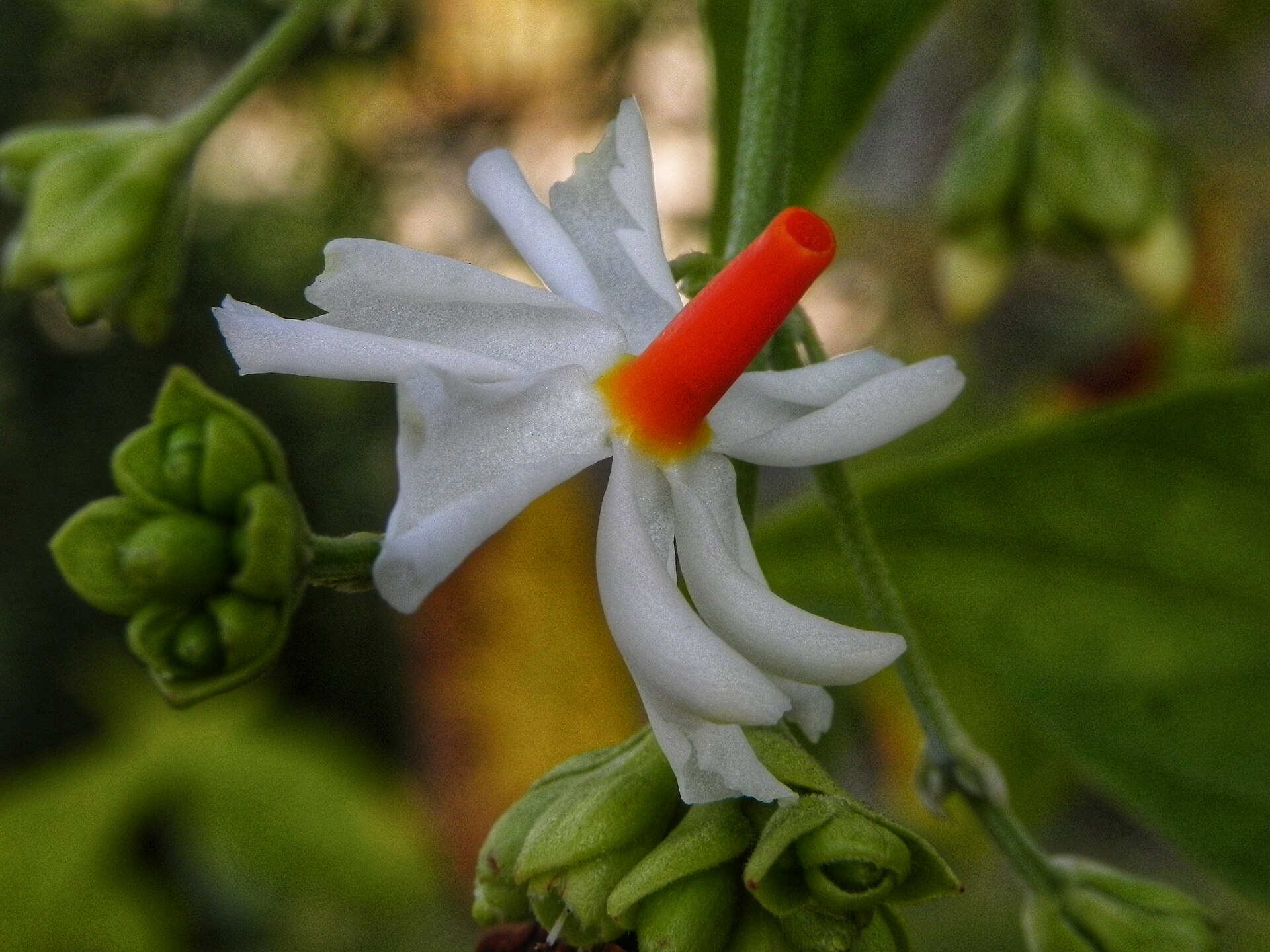 Nyctanthes arbor-tristis Night-Flowering Jasmine Seeds — 60