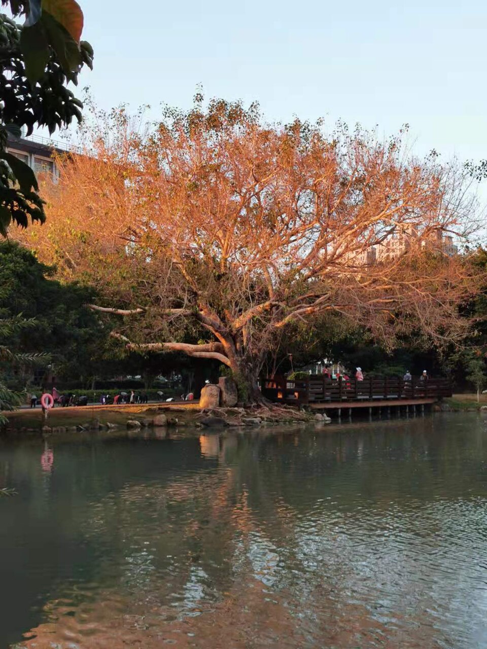 Ficus religiosa Peepal Tree Seeds — 100