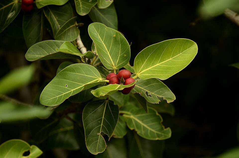 Ficus benghalensis Banyan Tree Seeds — 300